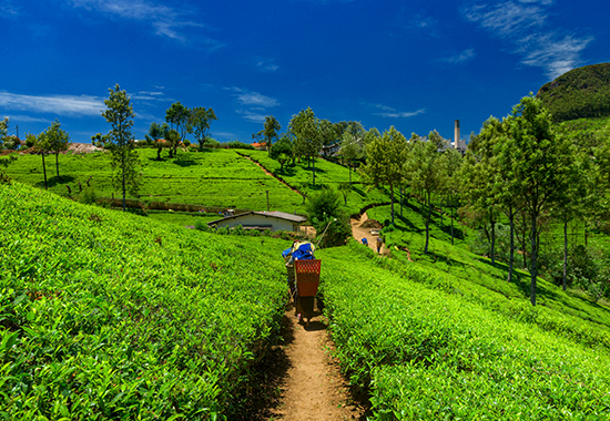 Visit Tea Plantations